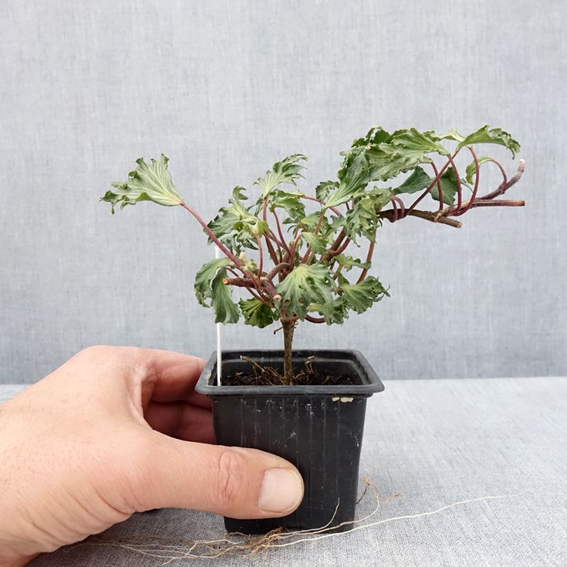 Amostra de Lierre commun - Hedera helix Ivalace Mutation Godet de 8/9 cm tal como entregue na primavera