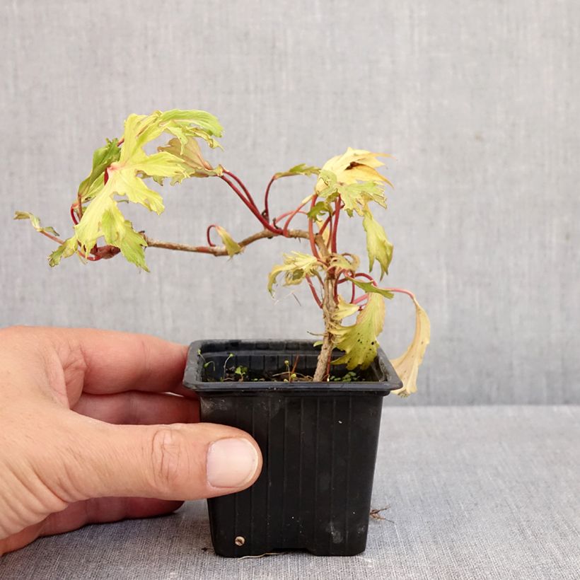 Amostra de Hera Ivalace Mutation Vaso de 8/9 cm tal como entregue no outono