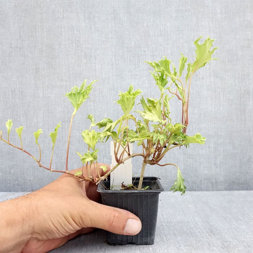 Amostra de Hera Ivalace Mutation Vaso de 8/9 cm tal como entregue no verão