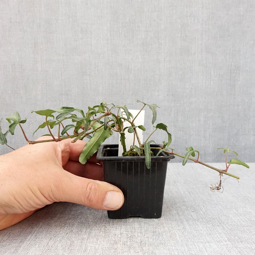 Amostra de Lierre commun - Hedera helix Kappeln Godet de 8/9 cm tal como entregue na primavera