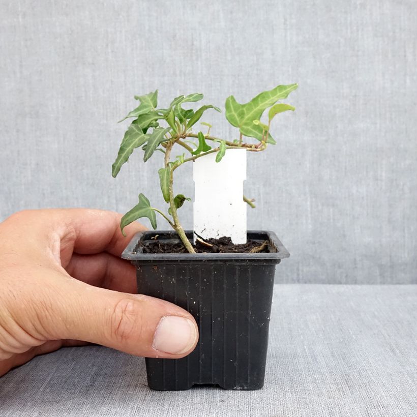 Amostra de Hera Kappeln Vaso de 8/9 cm tal como entregue no verão
