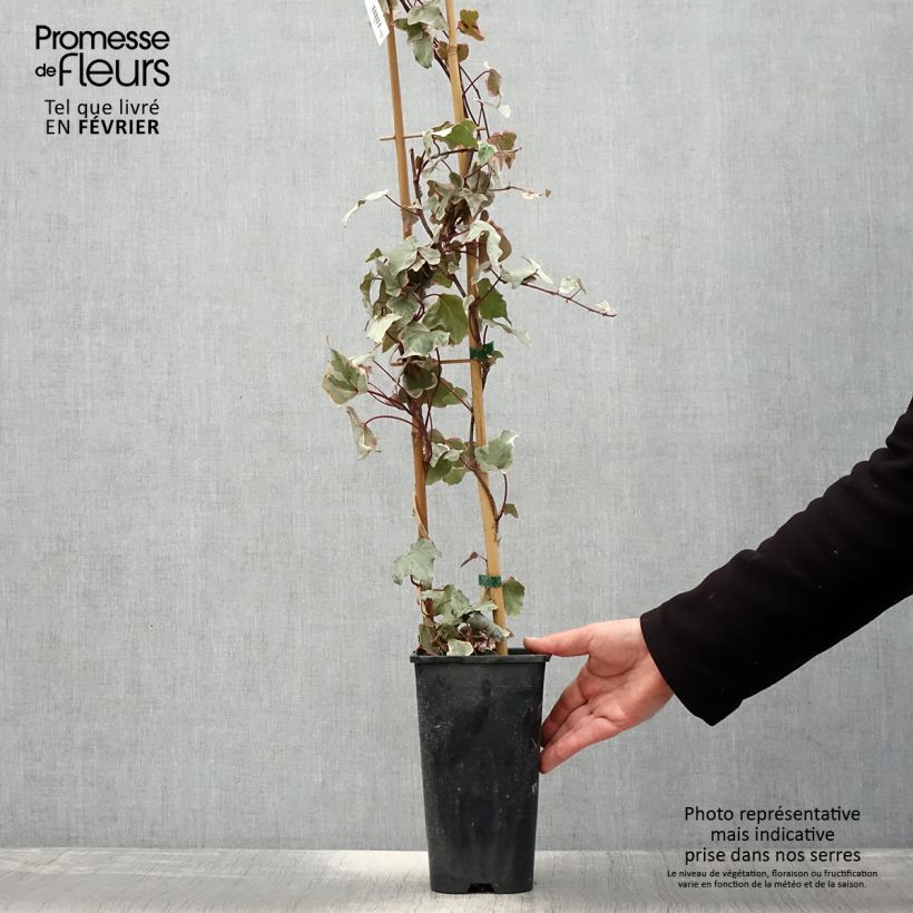 Amostra de Hera Little Diamond Vaso de 3 L/4 L tal como entregue no inverno