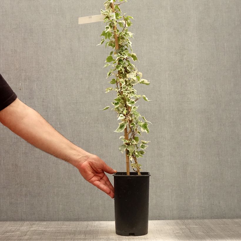 Amostra de Hera Little Diamond Vaso de 3 L/4 L tal como entregue na primavera