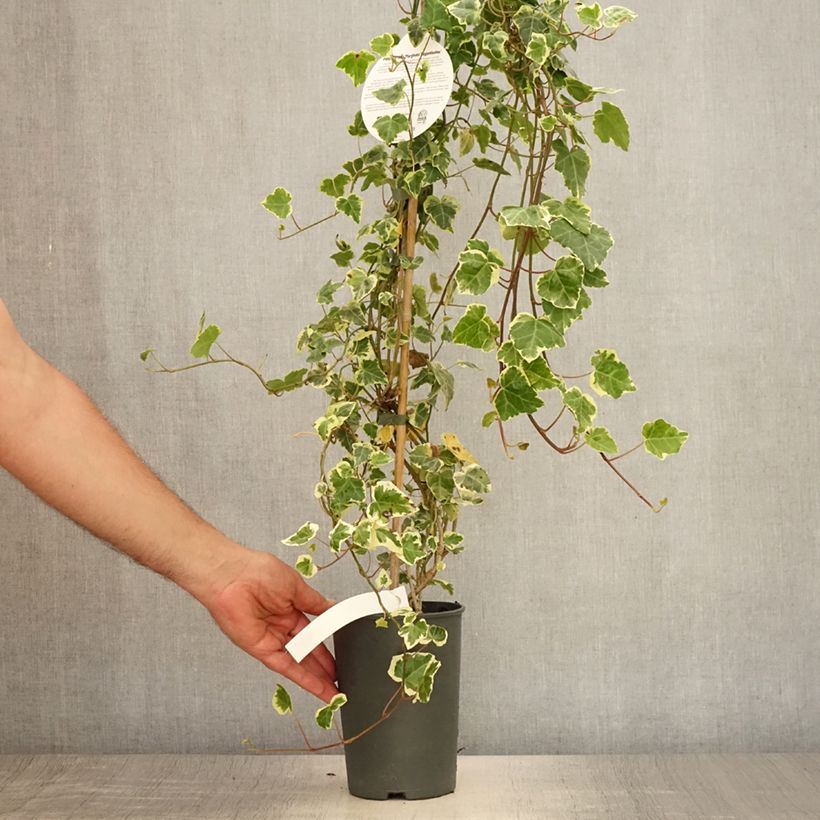Amostra de Hera Marginata Elegantissima Vaso de 2 L/3 L tal como entregue no verão