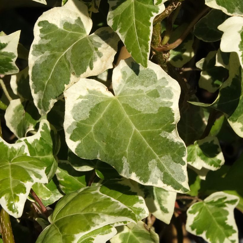 Hera Marginata Elegantissima (Folhagem)