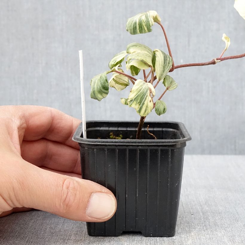 Amostra de Lierre commun - Hedera helix Reef Shell Godet de 8/9 cm tal como entregue na primavera