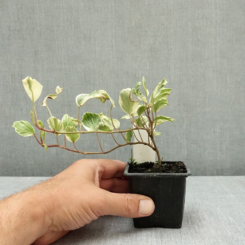 Amostra de Hera Reef Shell Vaso de 8/9 cm tal como entregue no verão