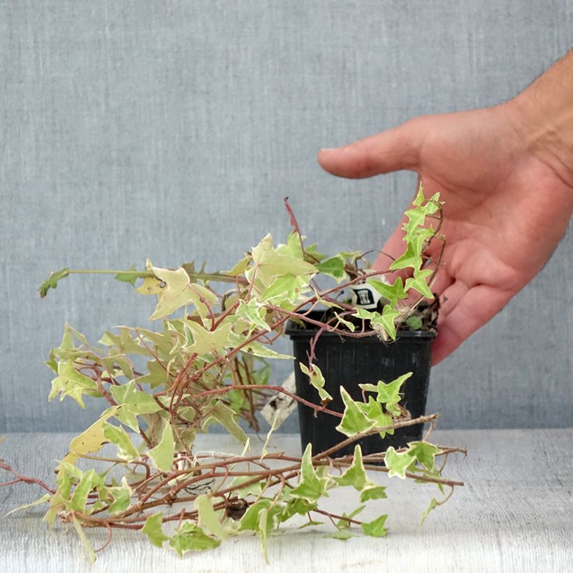 Amostra de Hera Sagittifolia Variegata Vaso de 8/9 cm tal como entregue no verão