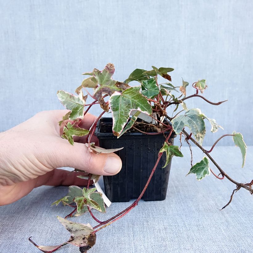 Amostra de Lierre commun - Hedera helix Sagittifolia Variegata Vaso de 8/9 cm tal como entregue no inverno