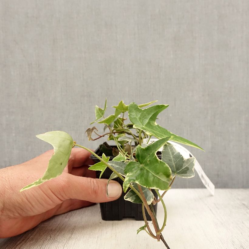 Amostra de Hera Sagittifolia Variegata Vaso de 8/9 cm tal como entregue na primavera