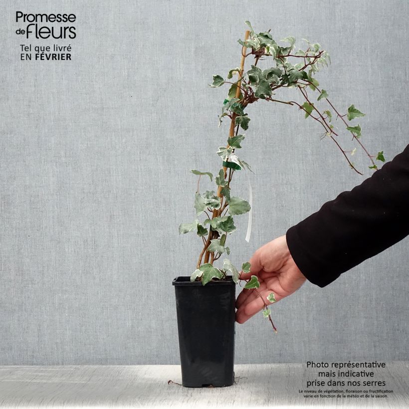 Amostra de Lierre commun - Hedera helix Sagittifolia Variegata Vaso de 1,5 L/2 L tal como entregue no inverno