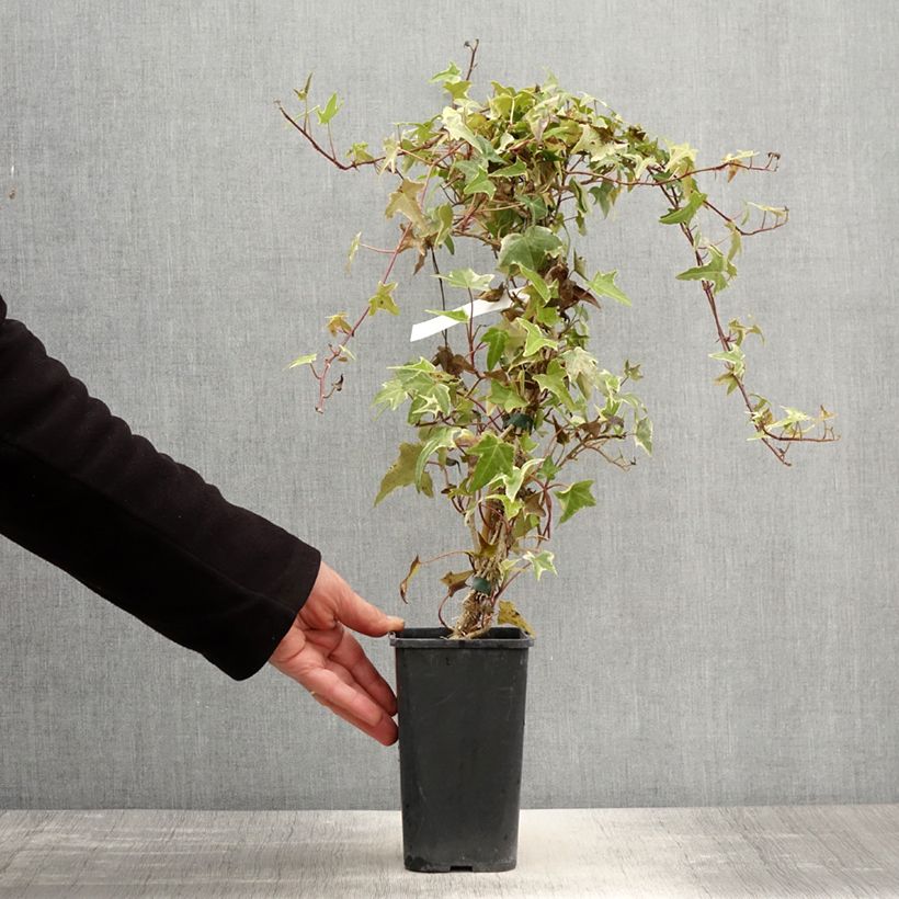 Amostra de Hera Sagittifolia Variegata Vaso de 1,5 L/2 L tal como entregue na primavera