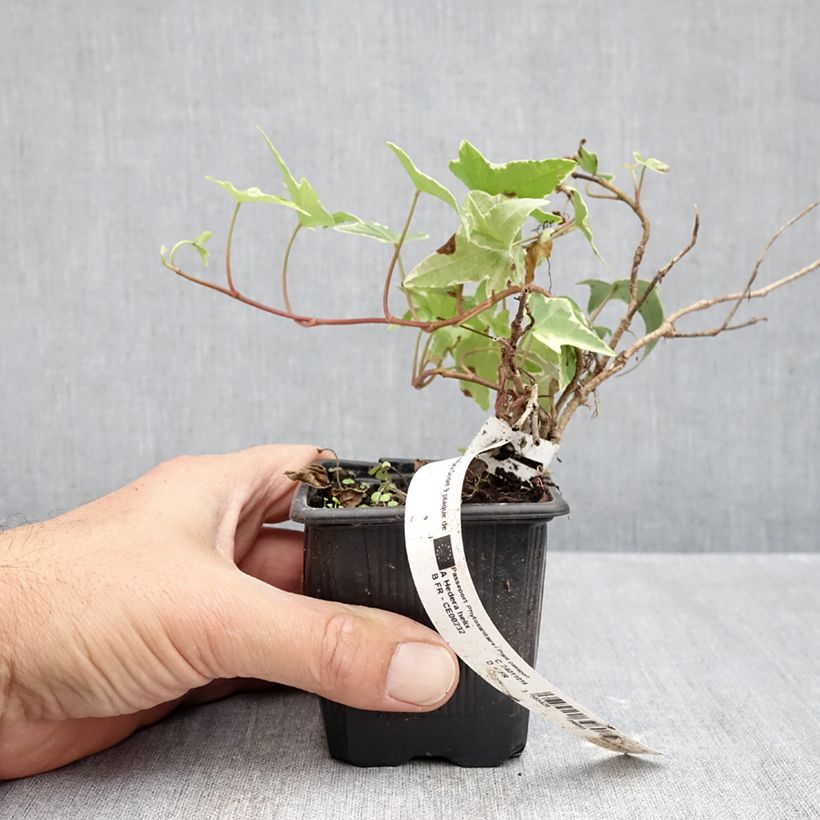Amostra de Hera Sagittifolia Variegata Vaso de 8/9 cm tal como entregue no outono