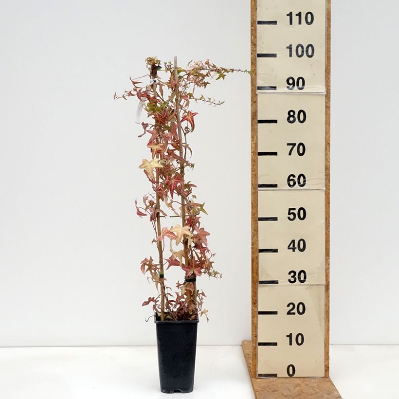 Amostra de Hera Sagittifolia Variegata Vaso de 1,5 L/2 L tal como entregue no outono