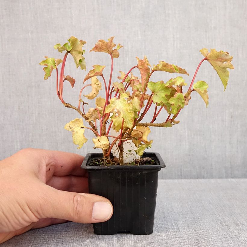 Amostra de Hera Tango Vaso de 8/9 cm tal como entregue no outono