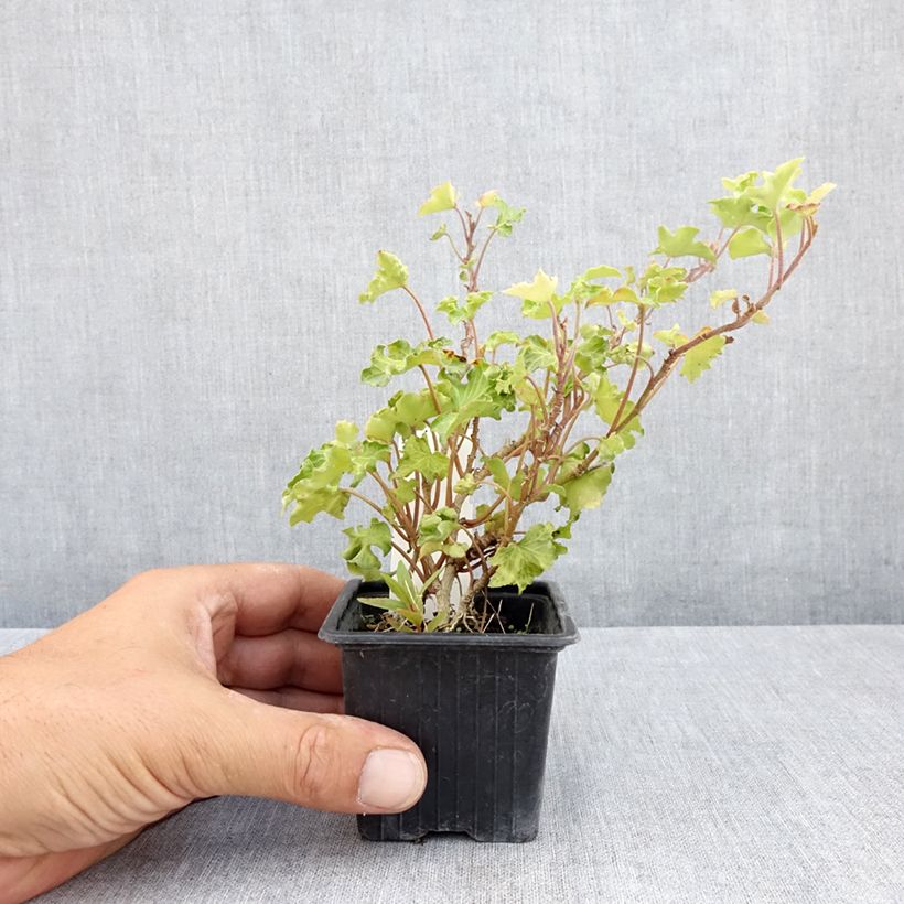 Amostra de Hera Tango Vaso de 8/9 cm tal como entregue no verão
