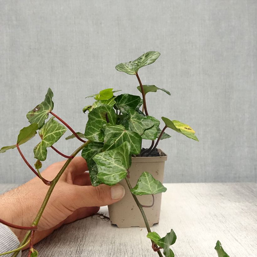 Amostra de Hera Woerner Vaso de 8/9 cm tal como entregue na primavera