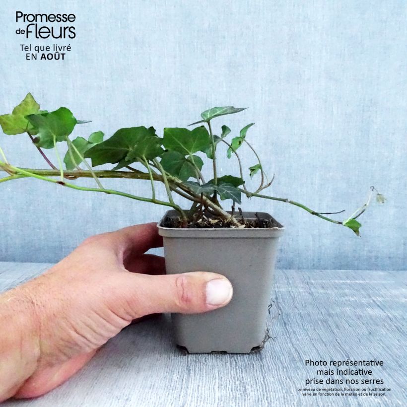 Amostra de Hera Woerner Vaso de 8/9 cm tal como entregue no verão