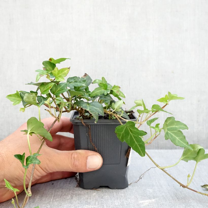 Amostra de Hera Shamrock Vaso de 8/9 cm tal como entregue no outono