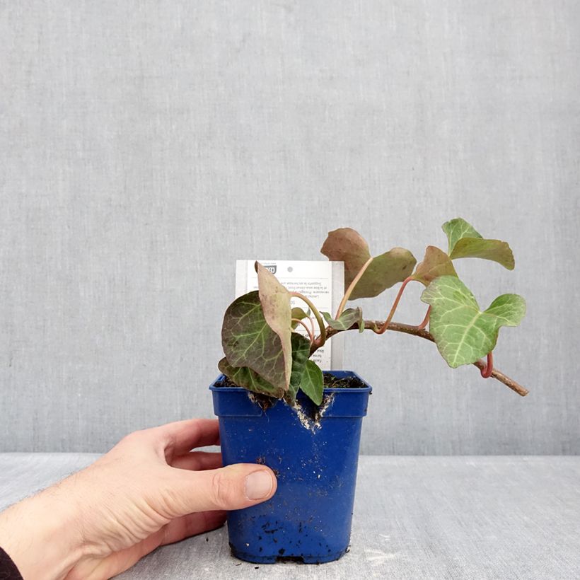 Amostra de Hera-argelina Hedera Algerian Bellecour® - Hedera algeriensis Vaso de 1 L/1,5 L tal como entregue no inverno