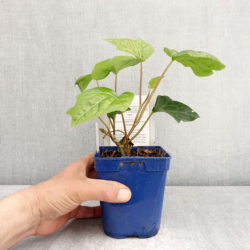 Amostra de Hera-argelina Hedera Algerian Bellecour® - Hedera algeriensis Vaso de 1 L/1,5 L tal como entregue na primavera