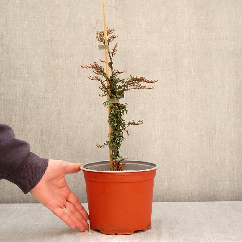 Amostra de Hera Spetchley Vaso de 3 L/4 L tal como entregue na primavera