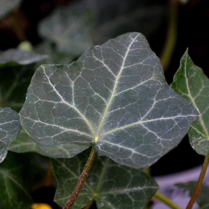 Hedera hibernica - Hera (Folhagem)