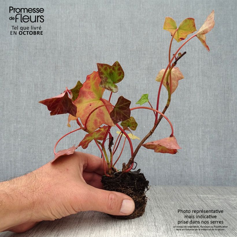 Amostra de Hedera hibernica - Hera Vaso de 8/9 cm tal como entregue no outono