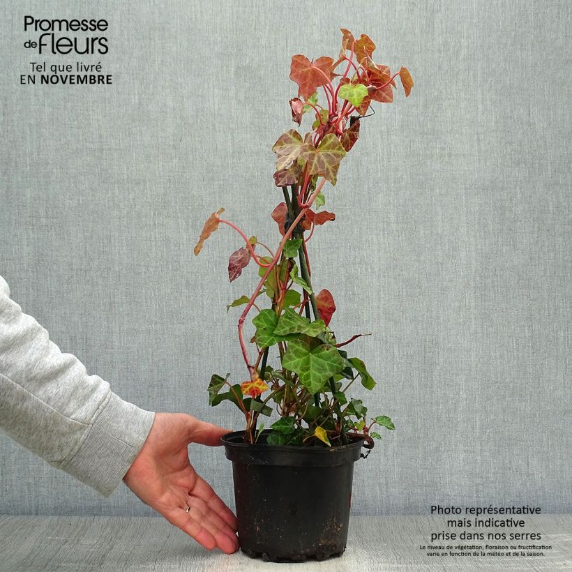 Amostra de Hedera hibernica - Hera Vaso de 2 L/3 L tal como entregue no outono