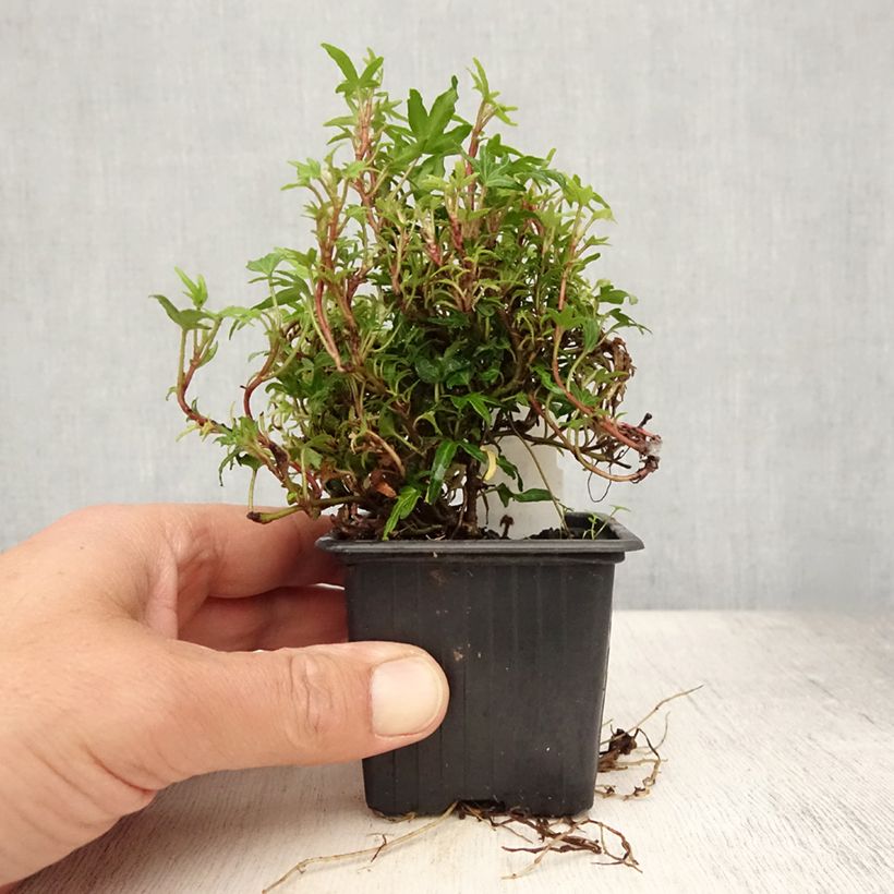 Amostra de Hera Dyinnii Vaso de 8/9 cm tal como entregue no verão