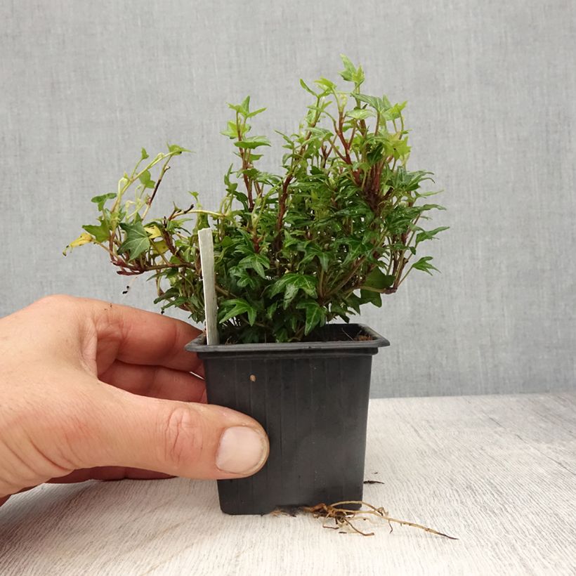 Amostra de Lierre d'ornement - Hedera helix Dyinnii Godet de 8/9 cm tal como entregue na primavera