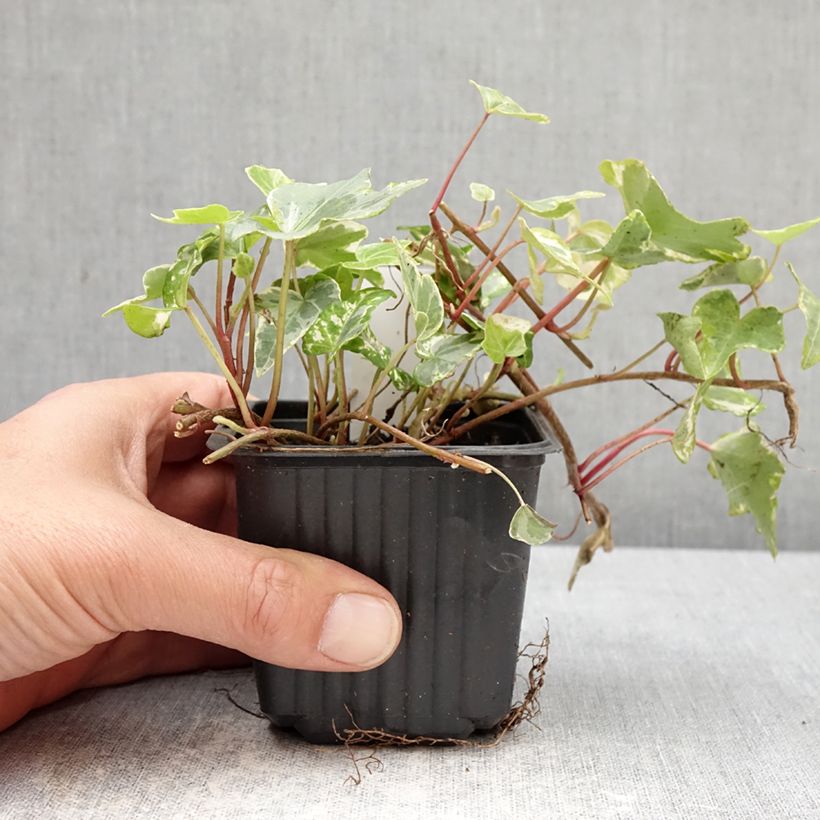 Amostra de Hera Kolibri Vaso de 8/9 cm tal como entregue na primavera