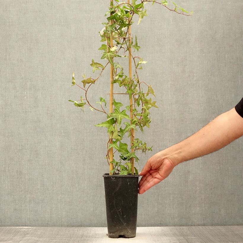 Amostra de Hera Sagittifolia Vaso de 2 L/3 L tal como entregue no verão
