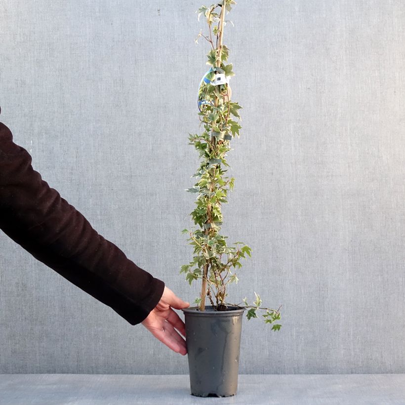 Amostra de Hera White Ripple Vaso de 1,5 L/2 L tal como entregue no inverno