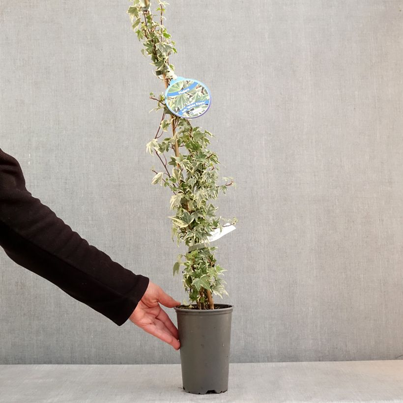 Amostra de Hera White Ripple Vaso de 1,5 L/2 L tal como entregue na primavera