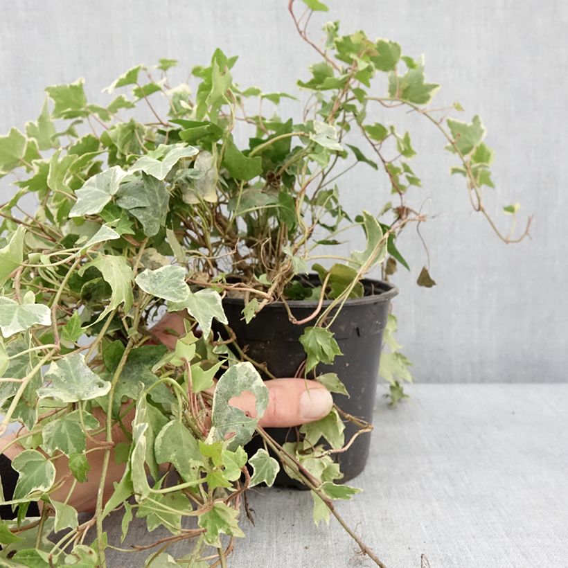 Amostra de Lierre d'ornement - Hedera helix Yellow Ripple 'Golden Starlight' Pot de 1,5L/2L tal como entregue no inverno