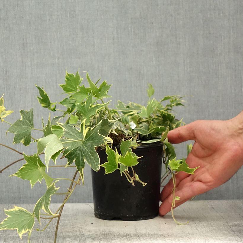 Amostra de Hera Yellow Ripple Golden Starlight Vaso de 1,5 L/2 L tal como entregue na primavera