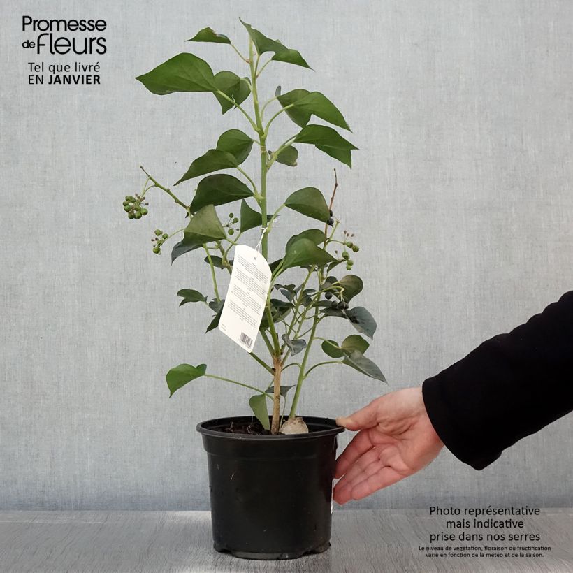 Amostra de Lierre de Colchide - Hedera colchica Arborescens (Fall Favorite) Vaso de 2 L/3 L tal como entregue no inverno