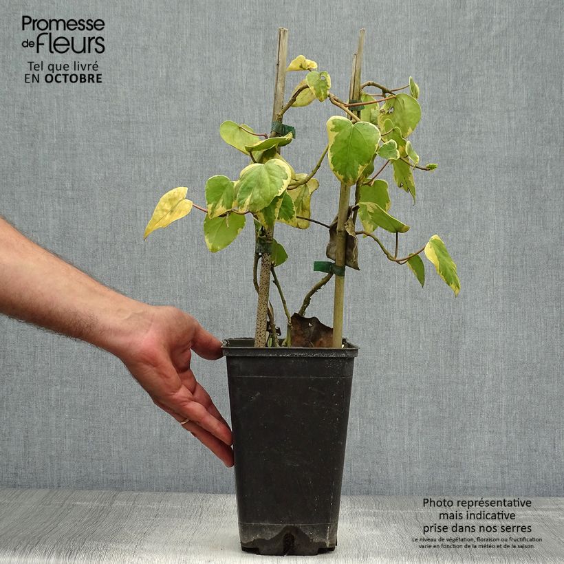 Amostra de Hera do Cáucaso Dentata Variegata Vaso de 2 L/3 L tal como entregue no outono
