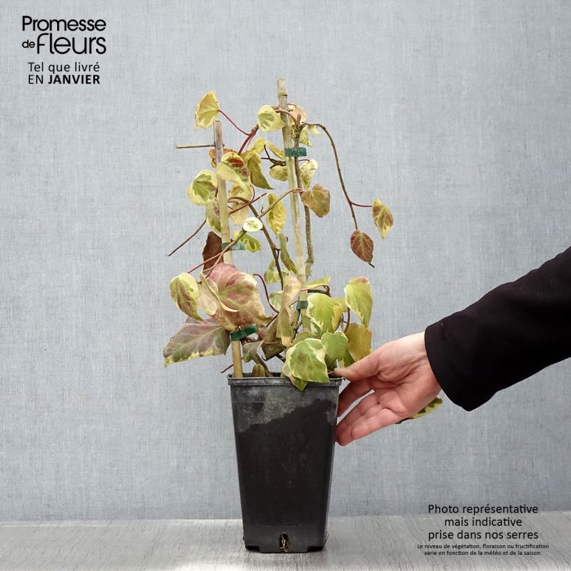 Amostra de Hera do Cáucaso Dentata Variegata Vaso de 2 L/3 L tal como entregue no inverno