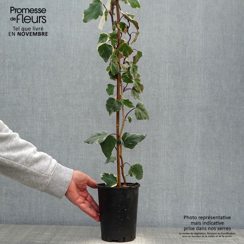 Amostra de Hera-argelina Gloire de Marengo - Hedera algeriensis Vaso de 2 L/3 L tal como entregue no outono