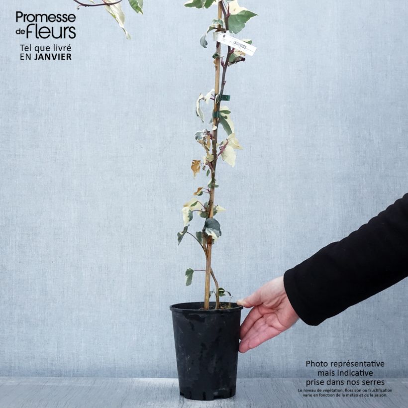 Amostra de Lierre des Canaries - Hedera algeriensis Gloire de Marengo Vaso de 2 L/3 L tal como entregue no inverno