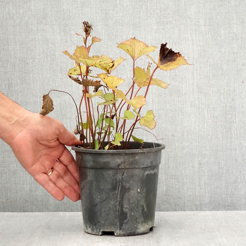Amostra de Ligularia Lanternchen Vaso de 2 L/3 L tal como entregue no outono