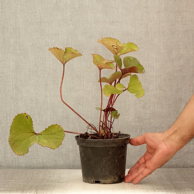 Amostra de Ligularia Lanternchen Vaso de 2 L/3 L tal como entregue no verão