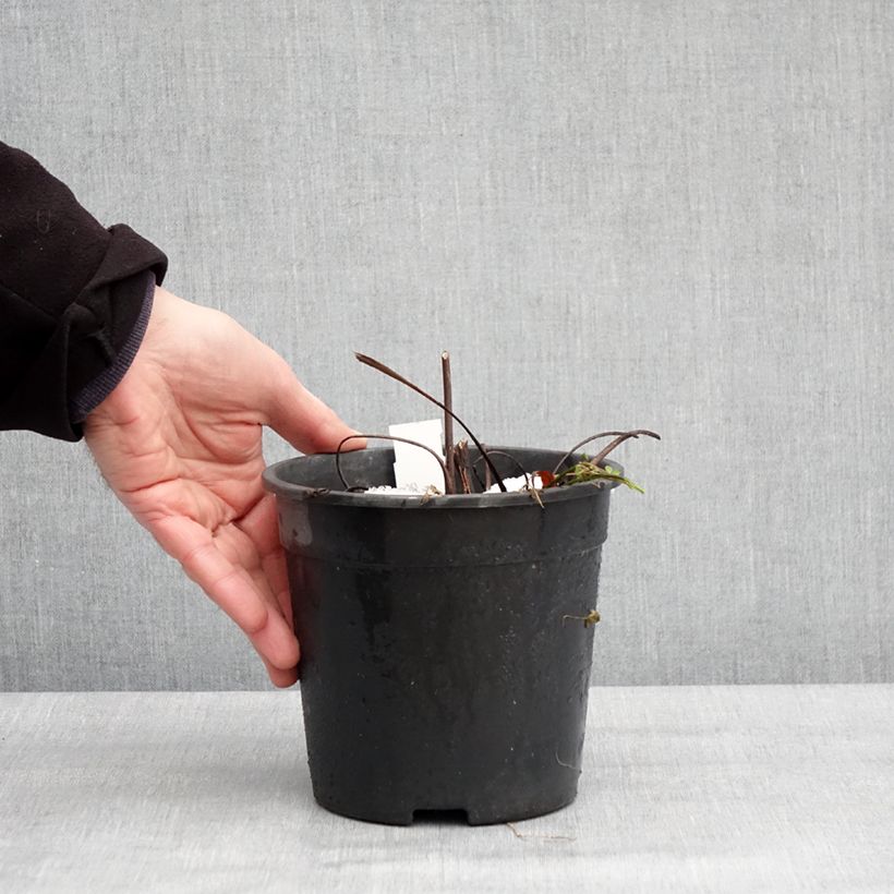 Amostra de Ligulaire hessei Lanternchern - Ligularia x hessei Lanternchen Vaso de 2 L/3 L tal como entregue no inverno