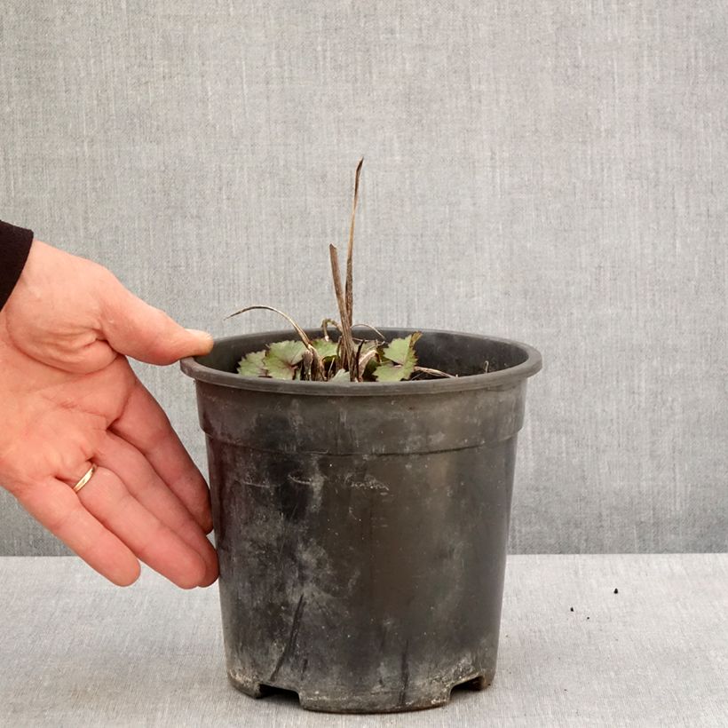 Amostra de Ligularia Lanternchen Vaso de 2 L/3 L tal como entregue na primavera