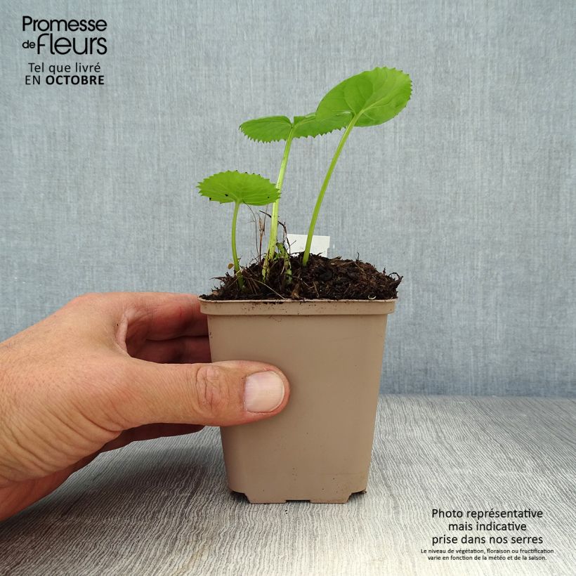 Amostra de Ligularia Gregynog Gold Vaso de 8/9 cm tal como entregue no outono