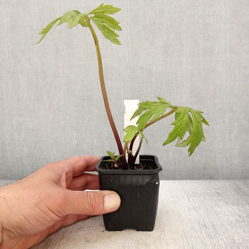 Amostra de Ligularia japonica Rising Sun Vaso de 8/9 cm tal como entregue na primavera