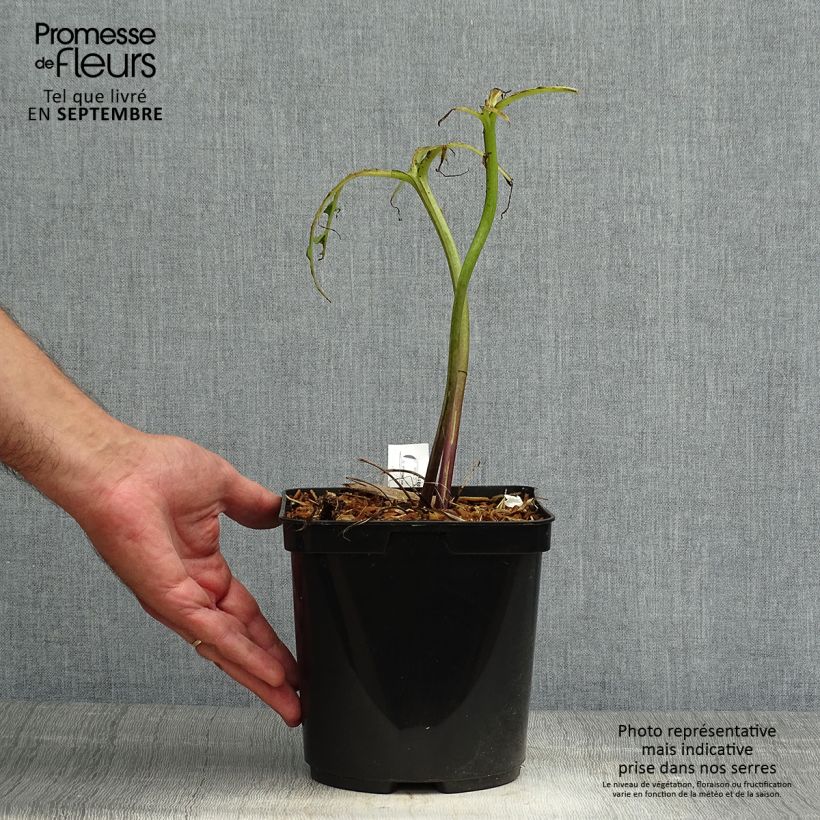 Amostra de Ligularia japonica Rising Sun Vaso de 2 L/3 L tal como entregue no outono