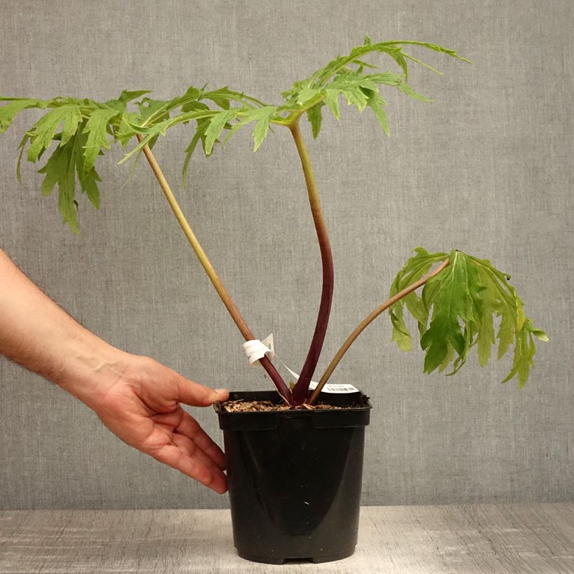 Amostra de Ligularia japonica Rising Sun Vaso de 2 L/3 L tal como entregue no verão